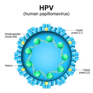 What is HPV?
