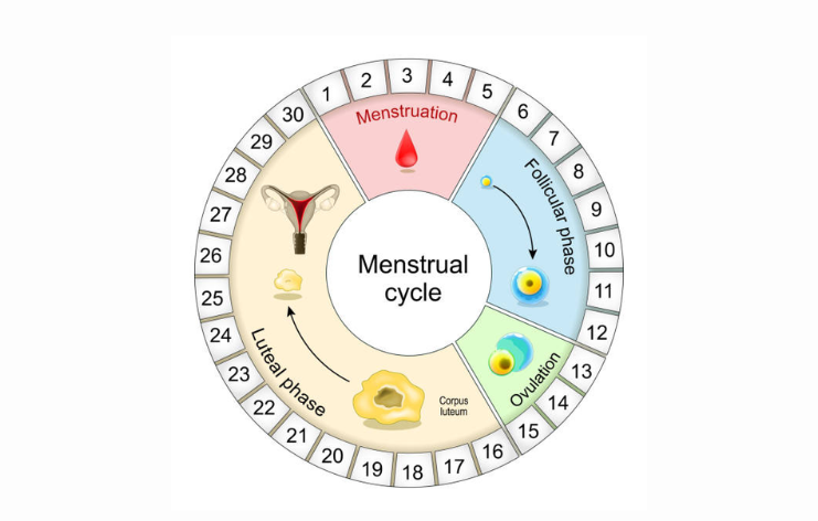 website blog images (3) Missed Period but Not Pregnant