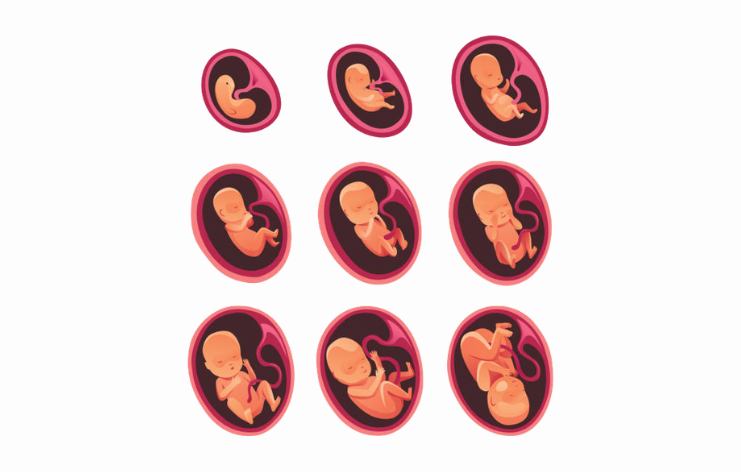 website blog images First Trimester Car